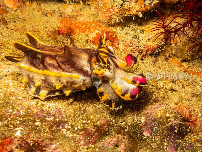 华丽的乌贼(Metasepia pfefferi)在波多黎各加莱拉礁在菲律宾。这种墨鱼有剧毒